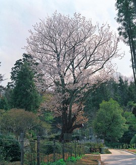 分校の大山桜の写真