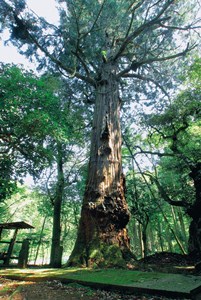 桂谷の大杉の写真