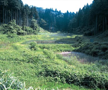 熊坂モモノキ調整池の水生植物群落の写真