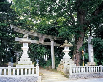 小塩辻白山神社巨木群の写真