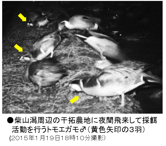 柴山潟周辺の干拓農地に夜間飛来して採餌活動を行うトモエガモ雄（黄色矢印の3羽）