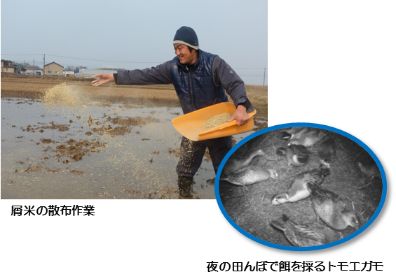 屑米の添付作業をしている男性（左）と夜のたんぼで餌を採るトモエガモ（右）の写真