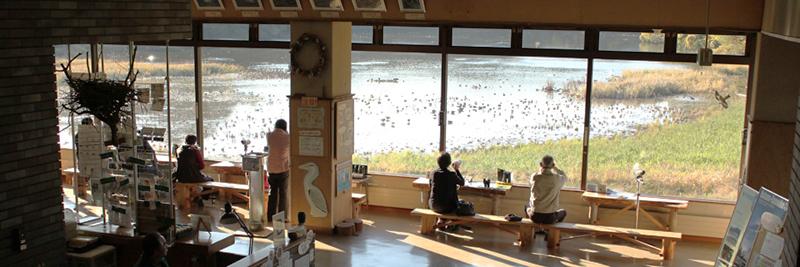 鴨池観察館の窓からたくさんのカモが集まっている鴨池の風景を見ている人々の写真