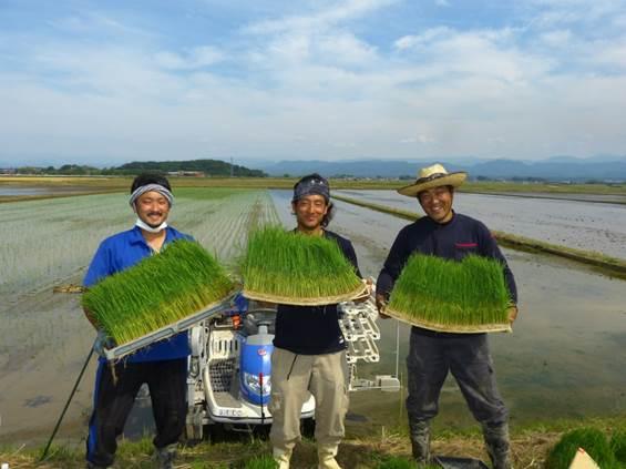 広大な田んぼの前で米の苗を両手に持っている若手農家男性3名の写真