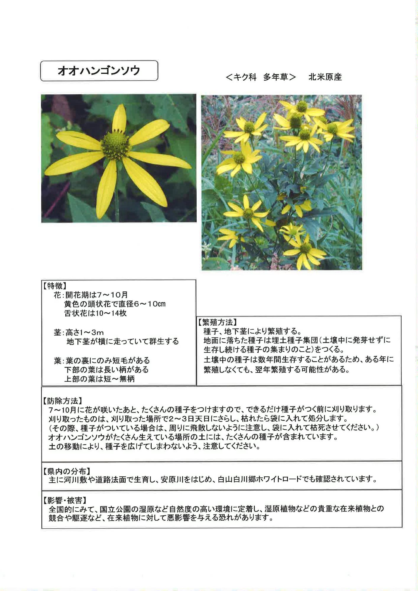 特定外来生物 植物 の駆除について 加賀市