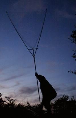薄暗い夕暮れに網を投げて鴨猟をしている写真
