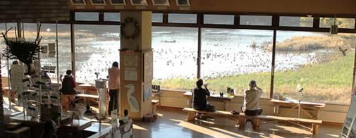 鴨池観察館の窓からたくさんのカモが集まっている鴨池の風景を見ている人々の写真