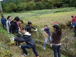 田んぼで稲刈り体験をしているインターナショナルスクールの生徒たちと加賀市内の中学生の写真