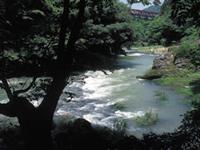 森の中に川が流れている鶴仙渓の写真