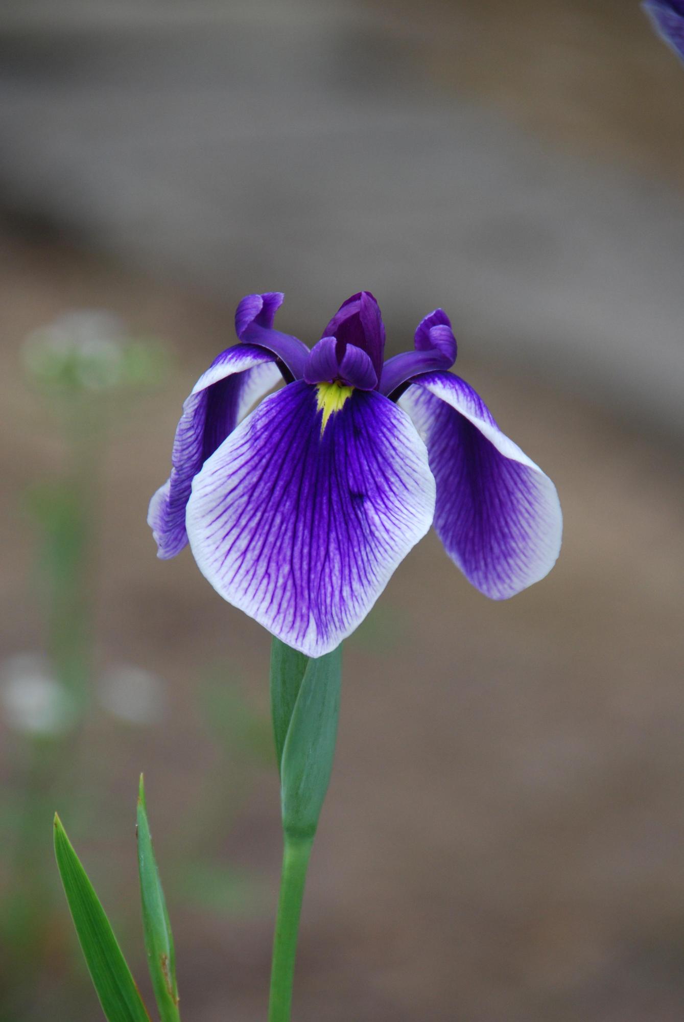 花びらのふちが白い紫色の花が咲いている写真