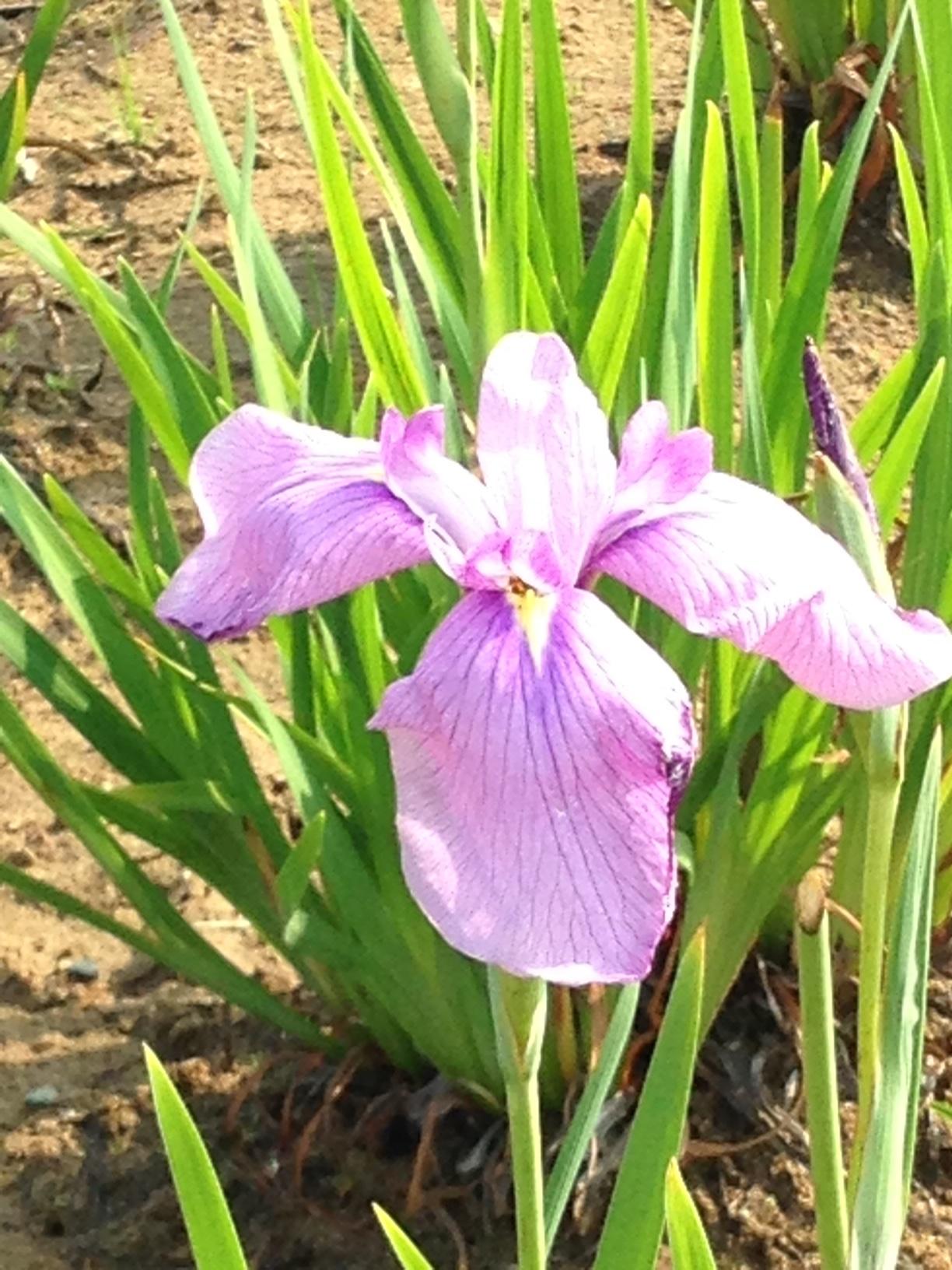 ピンク色の大きな花が、土の上で咲いている写真
