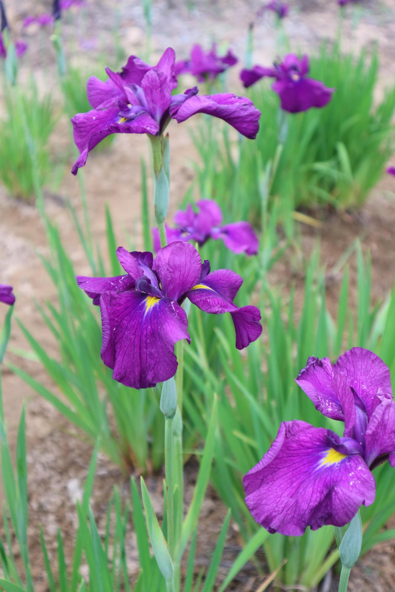 土の上に紫色の花が咲いている写真