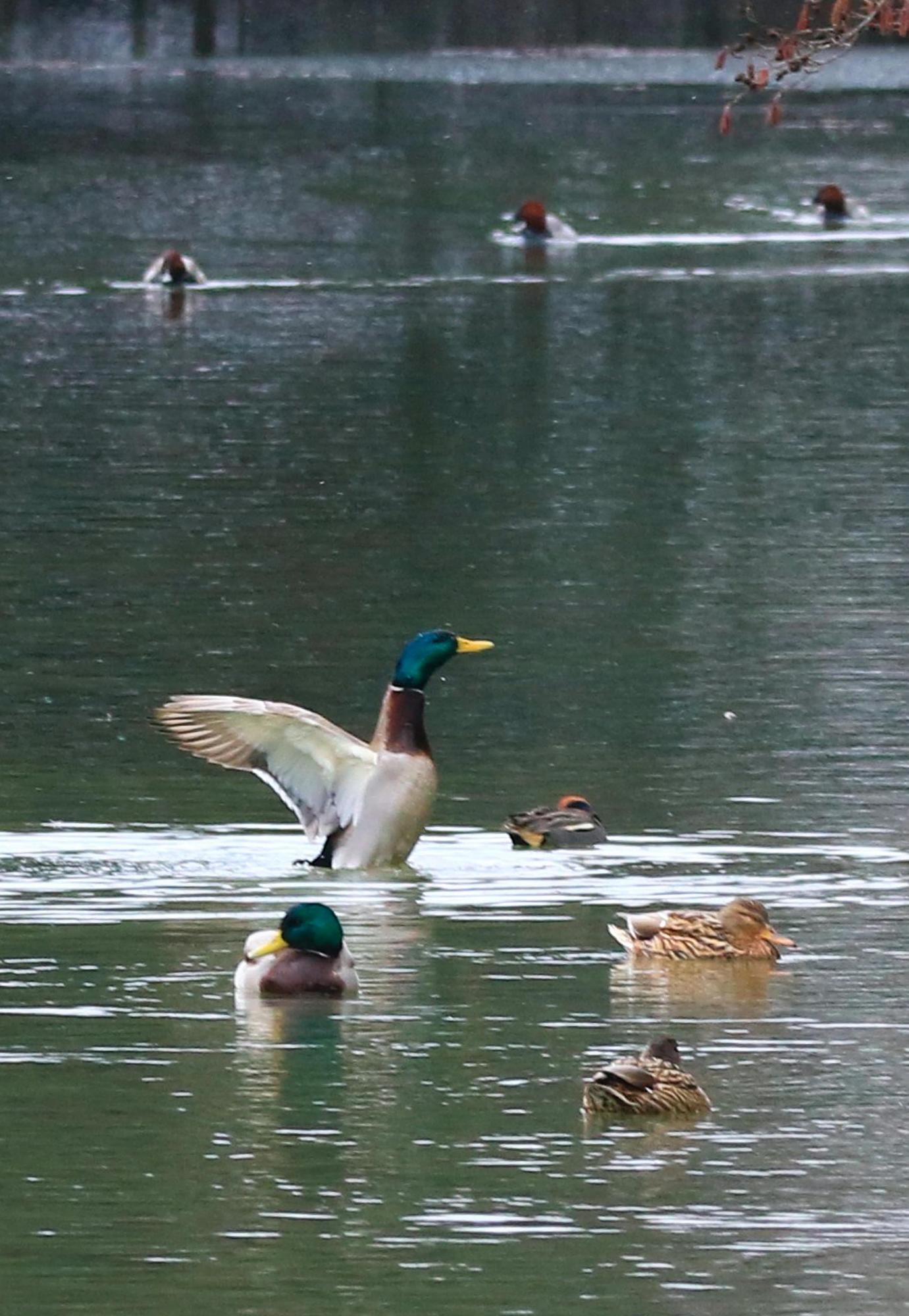8羽の鴨が水面に浮かんでおり、そのうちの1羽が飛び立とうとしている写真