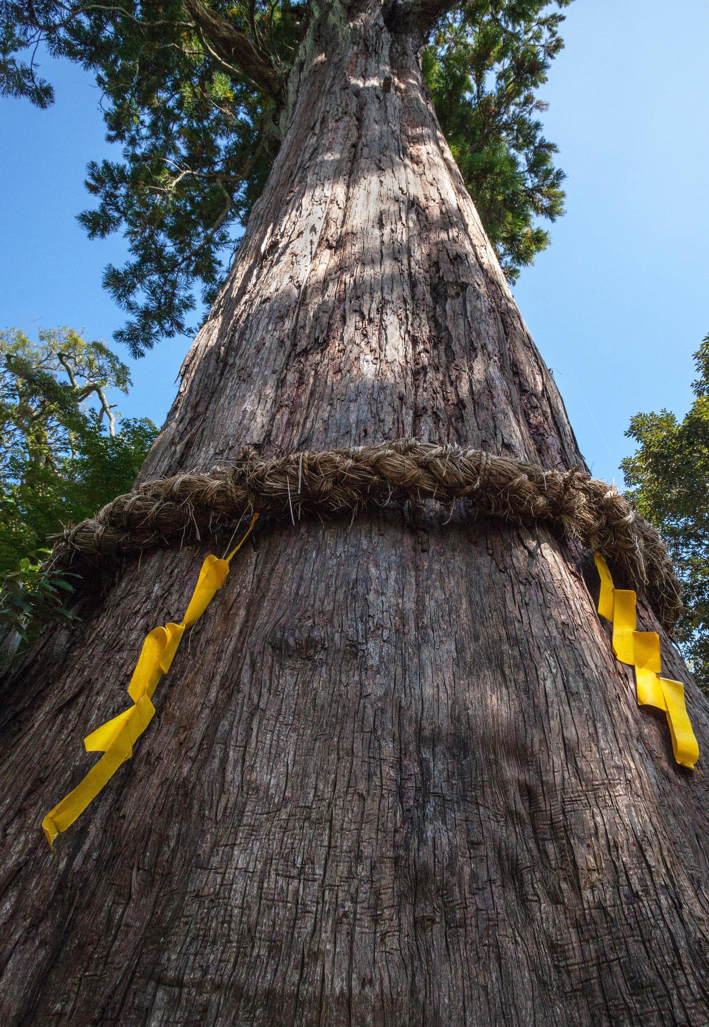 黄色い札が張られた青空に向かって立つ杉の木を根元から撮影した写真