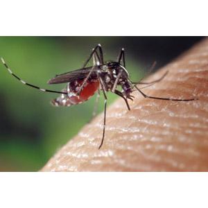 蚊が人の皮膚の上に止まり血を吸って腹部が赤く膨らんでいる写真