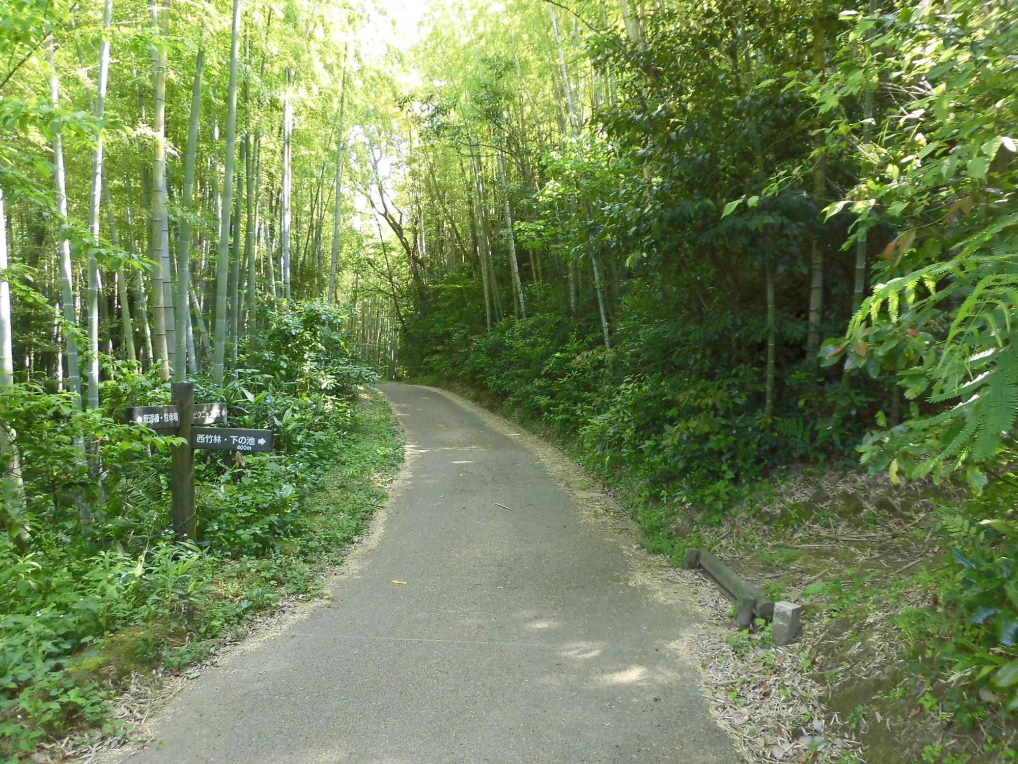 橋立自然公園 園路