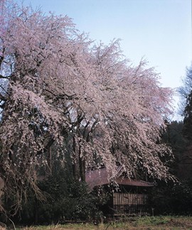 荒谷神社シダレザクラ群の写真