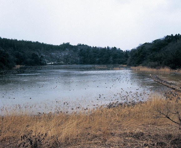 片野の鴨池の写真