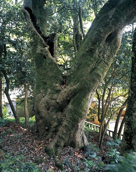 下谷白山神社のタブノキの写真