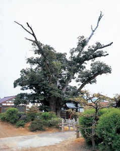 宗寿寺のスダジイの写真