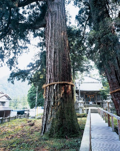 菅原神社の大スギの写真