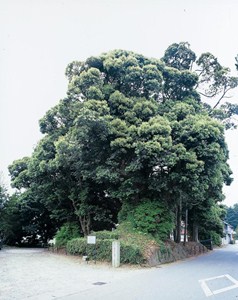 小塩辻十村屋敷跡スダジイ巨木群の写真